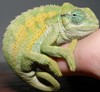 Vartotojo avataras